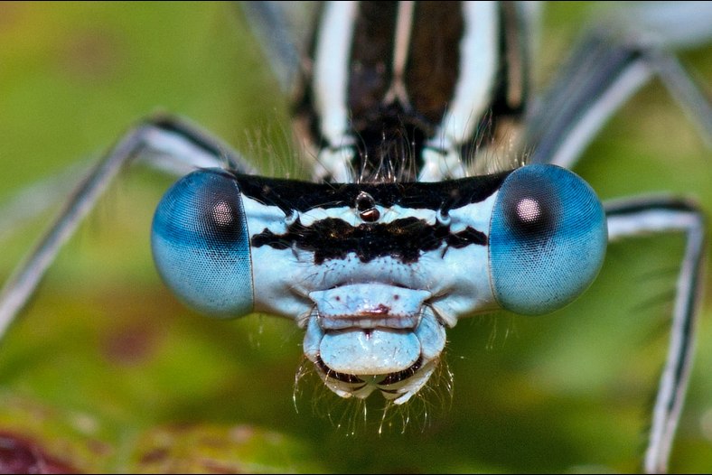 Damselfly